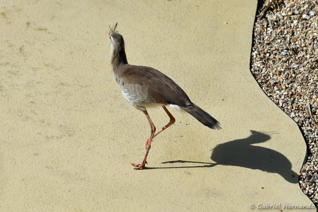 Cariama huppé - Cariama cristata (ZooParc de Beauval, mai 2025)