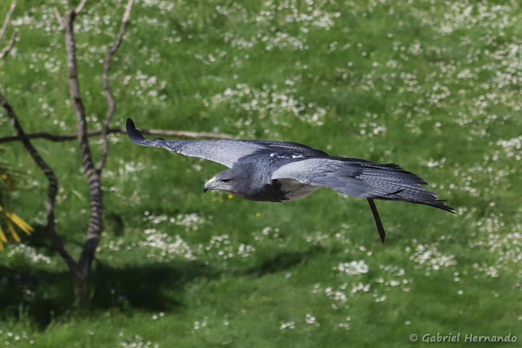 Buse aguia en vol - Geranoaetus melanoleucus (ZooParc de Beauval, mai 2025)
