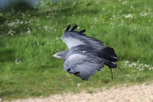 Buse aguia en vol - Geranoaetus melanoleucus (ZooParc de Beauval, mai 2025)