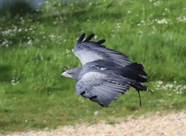 Buse aguia en vol - Geranoaetus melanoleucus (ZooParc de Beauval, mai 2025)