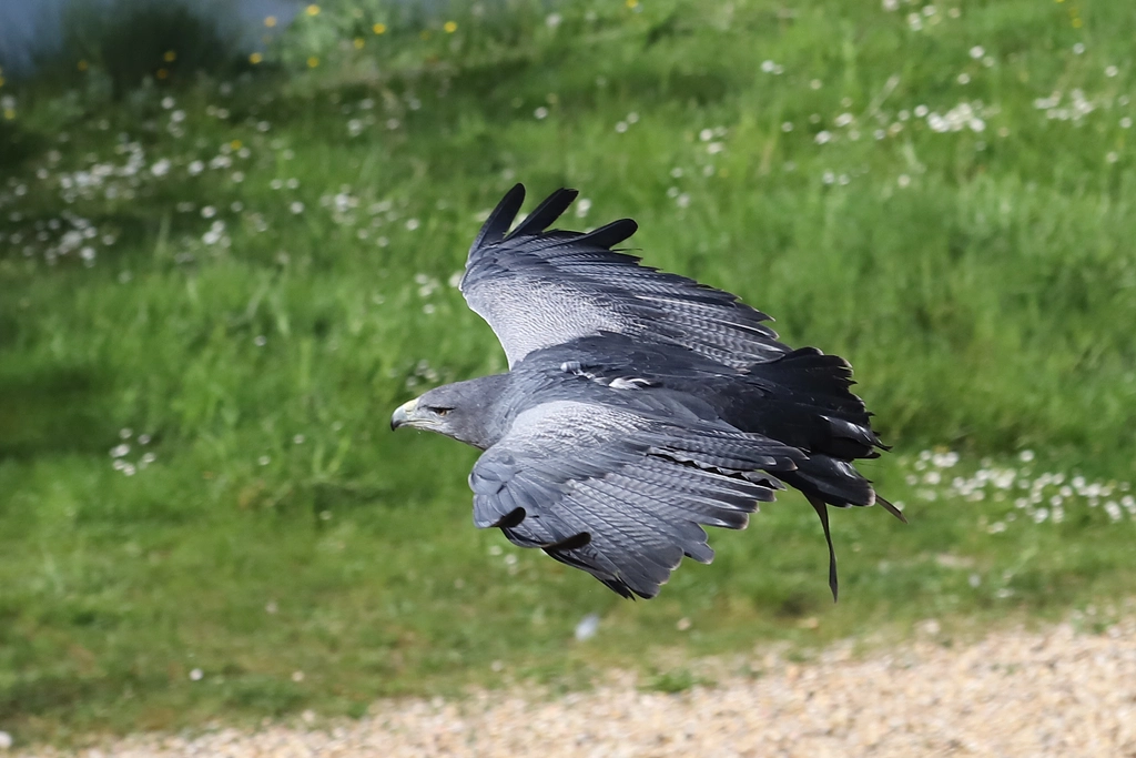 Buse aguia en vol - Geranoaetus melanoleucus (ZooParc de Beauval, mai 2025)
