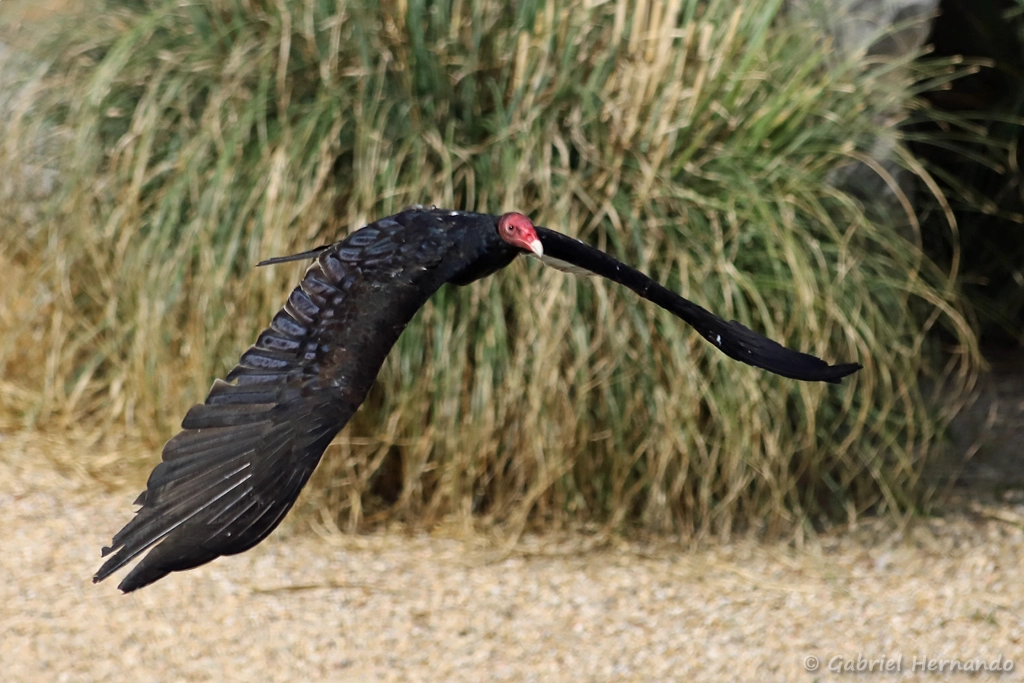 Urubu à tête rouge en vol - Cathartes aura (ZooParc de Beauval, mai 2025)