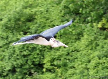 Marabout d'Afrique en vol - Leptoptilos crumenifer (ZooParc de Beauval, mai 2021)