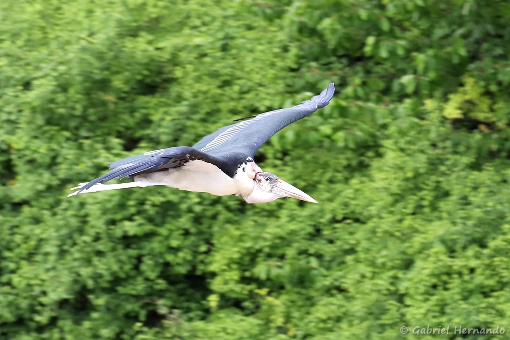 Marabout d'Afrique en vol - Leptoptilos crumenifer (ZooParc de Beauval, mai 2021)