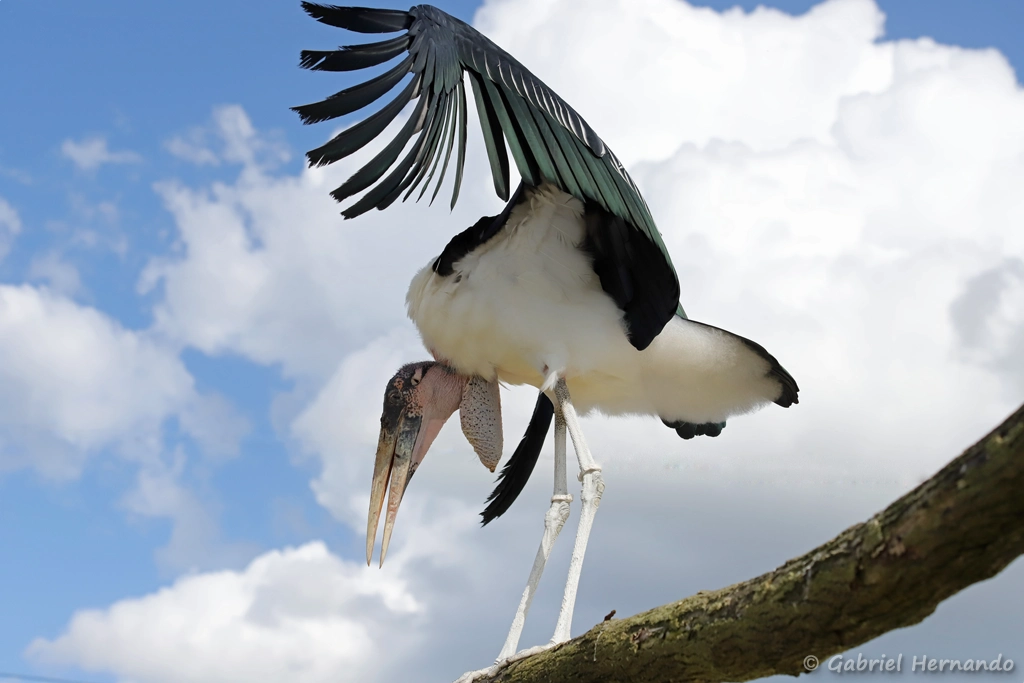 Marabout d'Afrique - Leptoptilos crumenifer (ZooParc de Beauval, mai 2021)