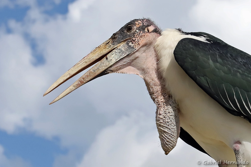 Marabout d'Afrique - Leptoptilos crumenifer (ZooParc de Beauval, mai 2021)