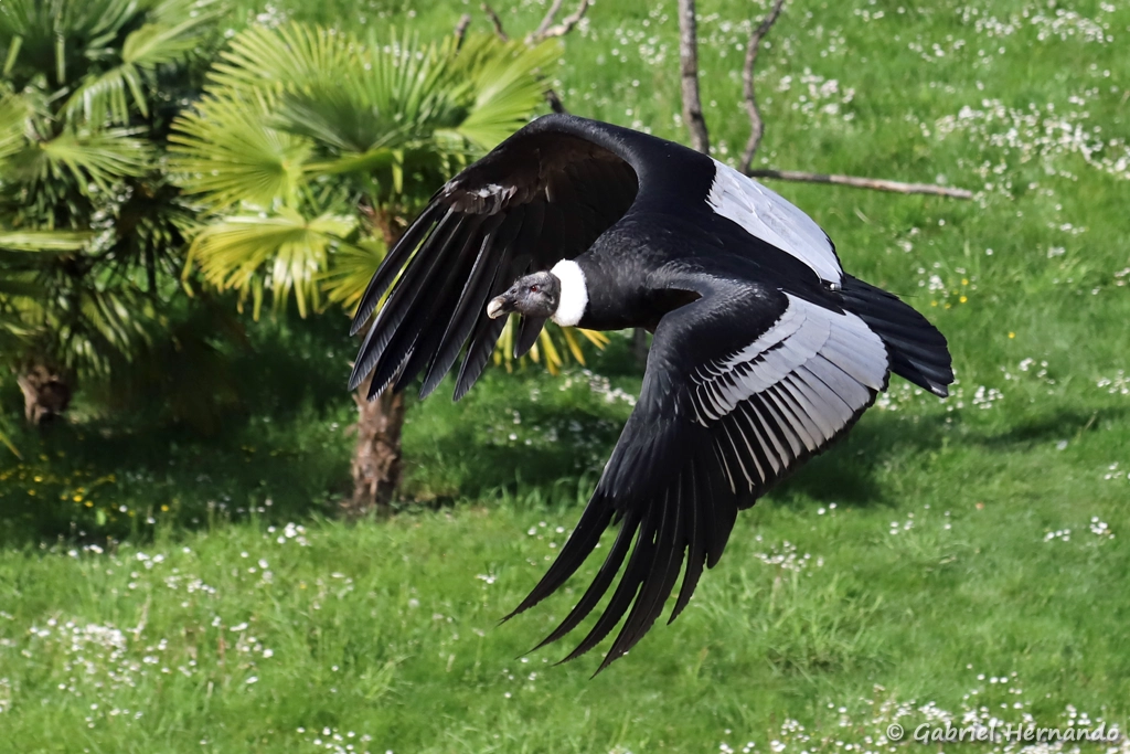 Condor des Andes en vol - Vultur gryphus (ZooParc de Beauval, mai 2025)