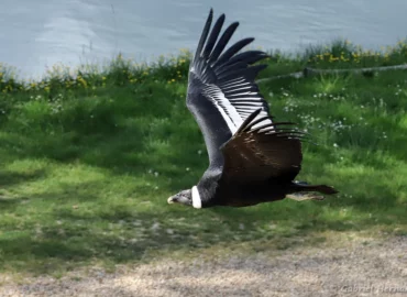 Condor des Andes en vol - Vultur gryphus (ZooParc de Beauval, mai 2025)
