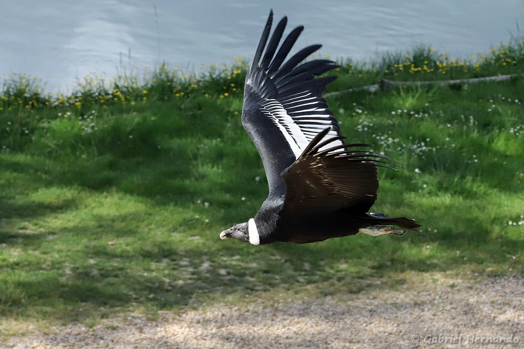 Condor des Andes en vol - Vultur gryphus (ZooParc de Beauval, mai 2025)