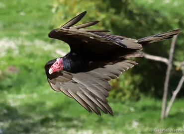 Urubu à tête rouge en vol - Cathartes aura (ZooParc de Beauval, mai 2025)