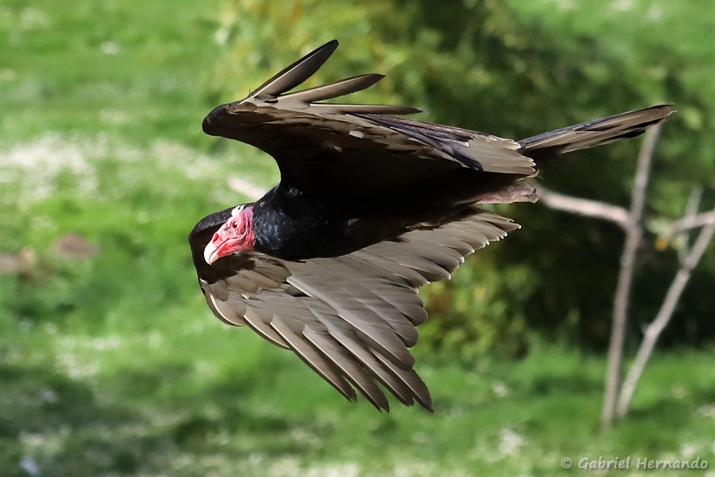 Urubu à tête rouge en vol - Cathartes aura (ZooParc de Beauval, mai 2025)