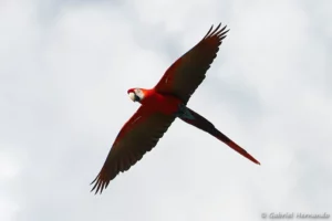 Ara chloroptère en vol - Ara chloropterus (ZooParc de Beauval, mai 2025)