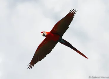 Ara chloroptère en vol - Ara chloropterus (ZooParc de Beauval, mai 2025)