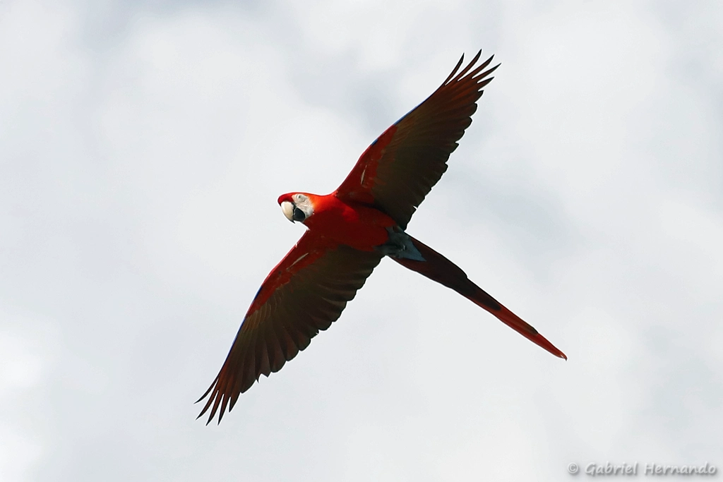 Ara chloroptère en vol - Ara chloropterus (ZooParc de Beauval, mai 2025)
