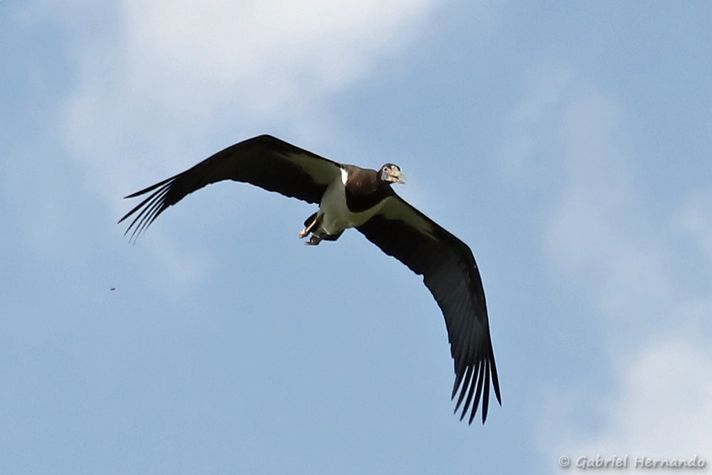 Cigogne d'Abdim en vol - Ciconia abdimii (ZooParc de Beauval, mai 2025)