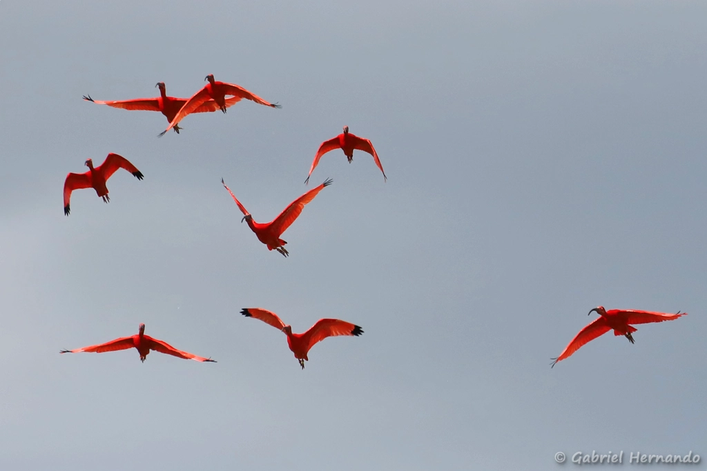Ibis rouge en vol - Eudocimus ruber (ZooParc de Beauval, mai 2025)