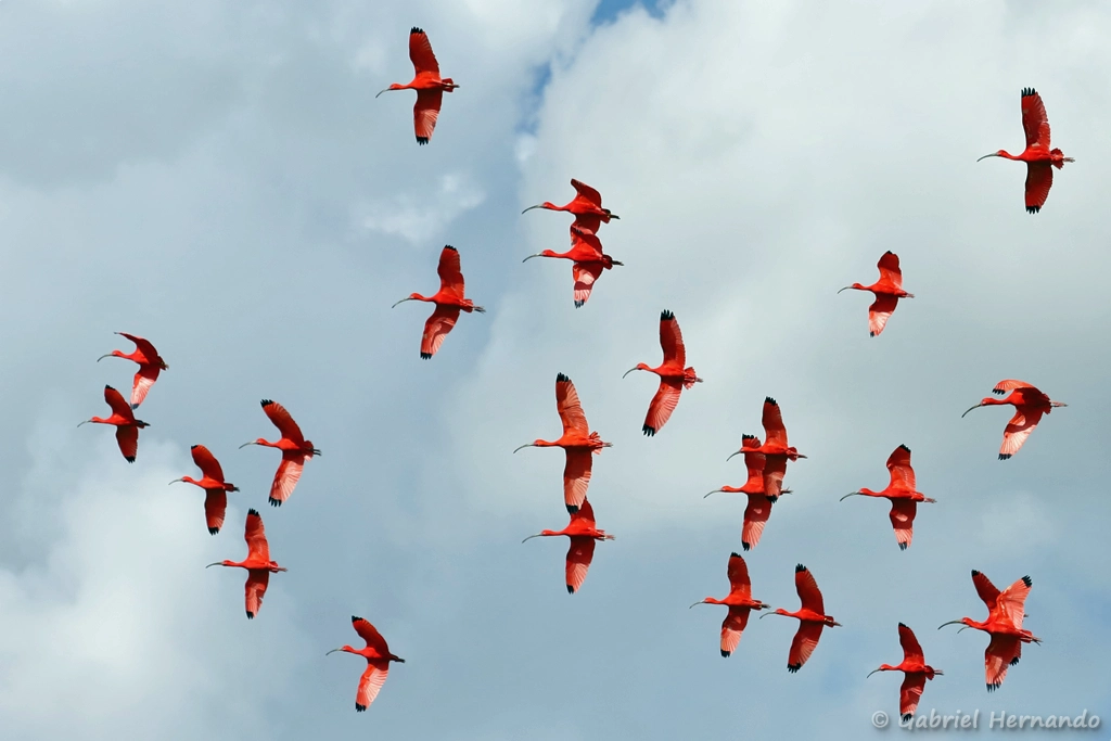 Ibis rouge en vol - Eudocimus ruber (ZooParc de Beauval, mai 2025)