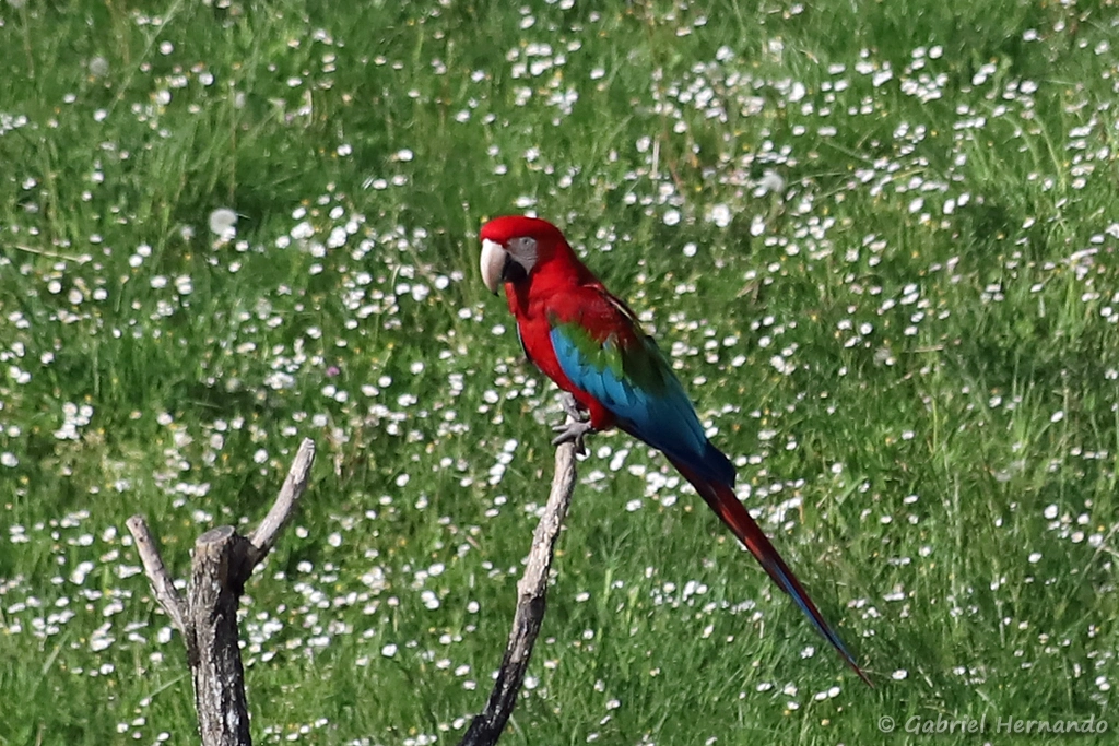 Ara chloroptère - Ara chloropterus (ZooParc de Beauval, mai 2025)