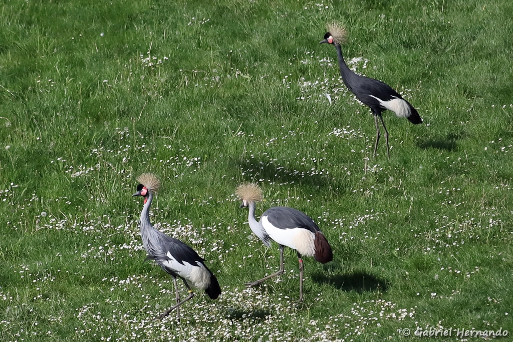 Grue couronnée , en haut à droite, et 2 grues royales en bas - Balearica pavonina et Balearica regulorum (ZooParc de Beauval, mai 2025)