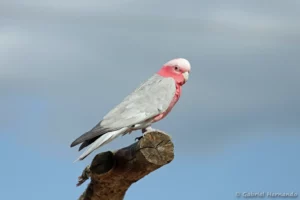 Cacatoès rosalbin - Eolophus roseicapilla (ZooParc de Beauval, mai 2025)