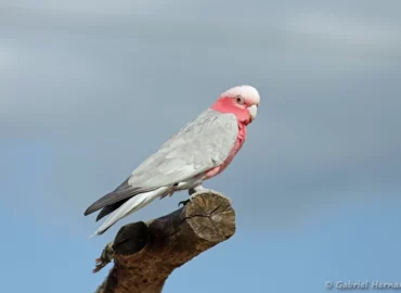 Cacatoès rosalbin - Eolophus roseicapilla (ZooParc de Beauval, mai 2025)