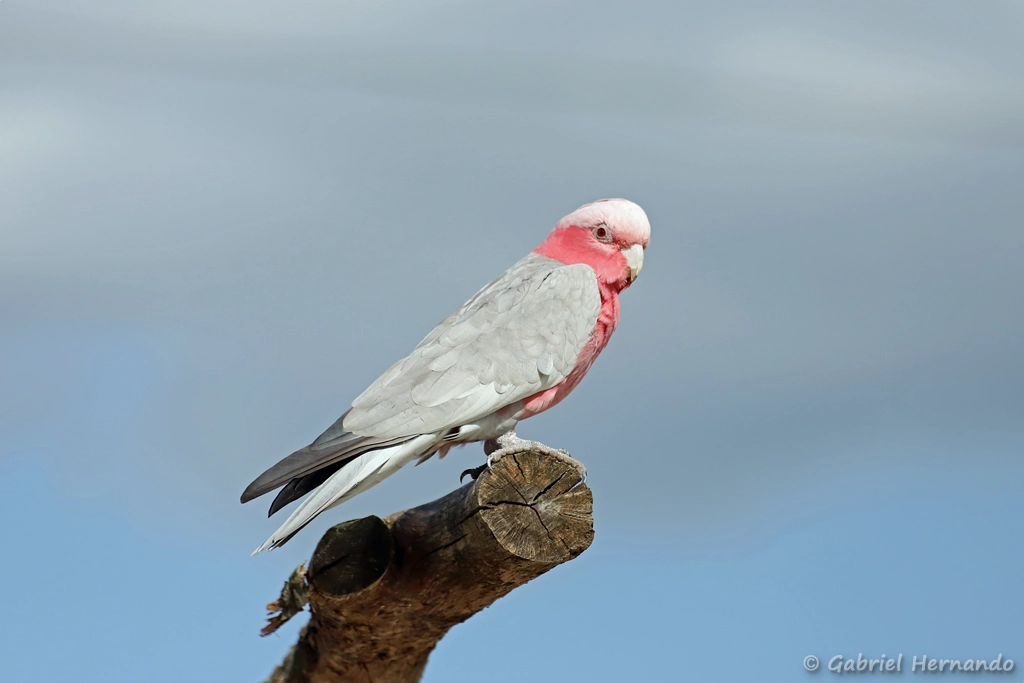 Cacatoès rosalbin - Eolophus roseicapilla (ZooParc de Beauval, mai 2025)
