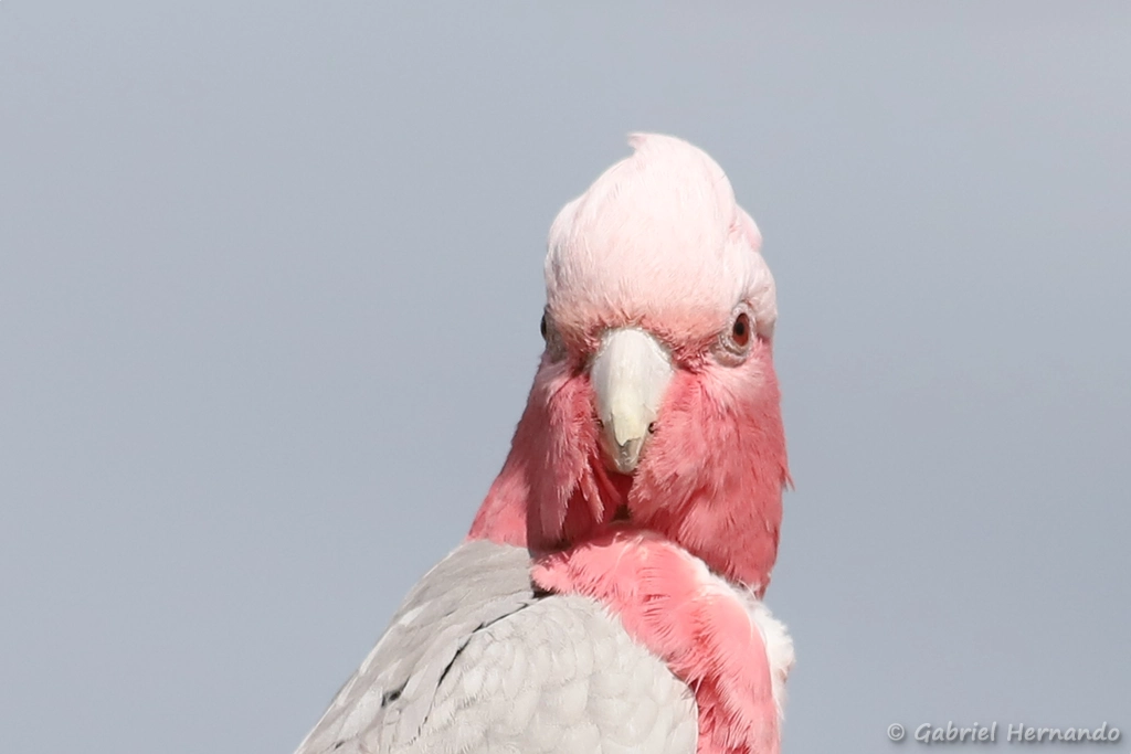 Cacatoès rosalbin - Eolophus roseicapilla (ZooParc de Beauval, mai 2025)