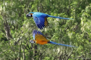 Ara bleu en vol - Ara ararauna (ZooParc de Beauval, mai 2025)