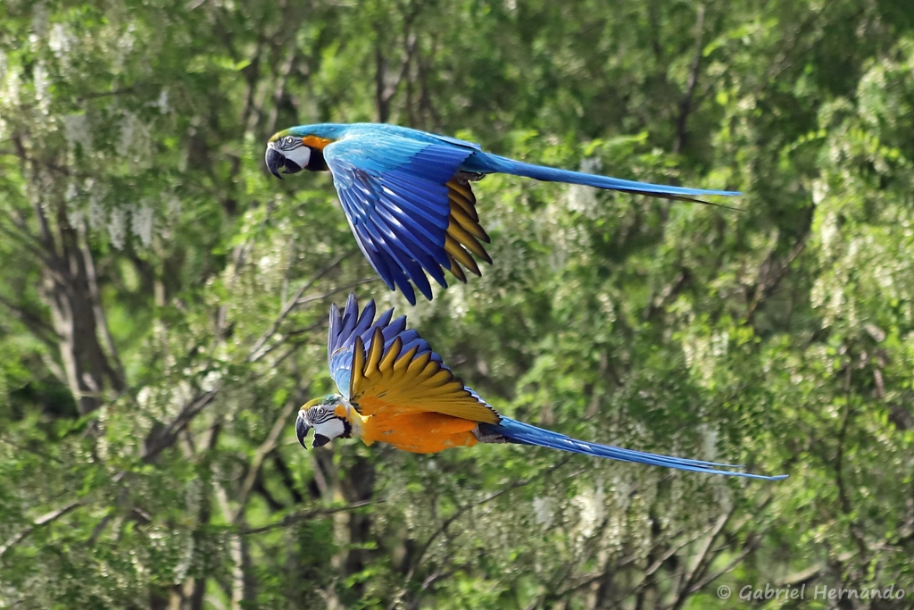 Ara bleu en vol - Ara ararauna (ZooParc de Beauval, mai 2025)