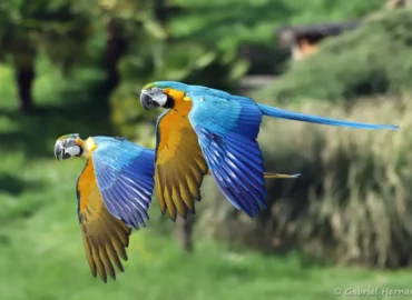 Ara bleu en vol - Ara ararauna (ZooParc de Beauval, mai 2025)