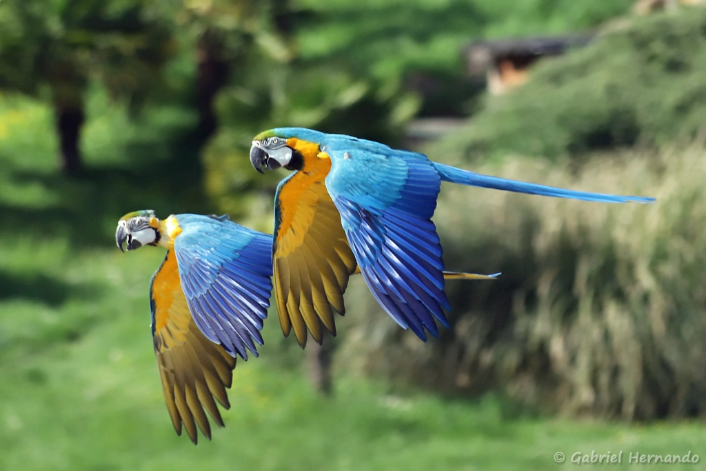 Ara bleu en vol - Ara ararauna (ZooParc de Beauval, mai 2025)