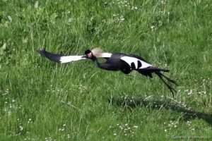 Envol d'une grue couronnée - Balearica pavonina (ZooParc de Beauval, mai 2025)