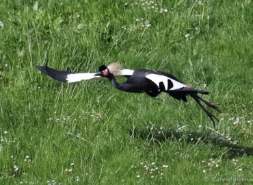 Envol d'une grue couronnée - Balearica pavonina (ZooParc de Beauval, mai 2025)