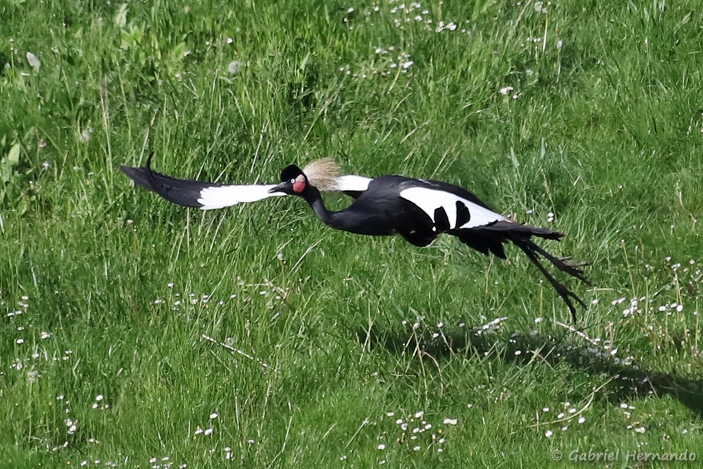 Envol d'une grue couronnée - Balearica pavonina (ZooParc de Beauval, mai 2025)
