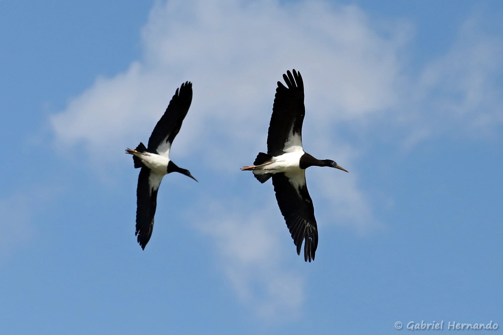 Cigognes d'Abdim en vol - Ciconia abdimii (ZooParc de Beauval, mai 2025)