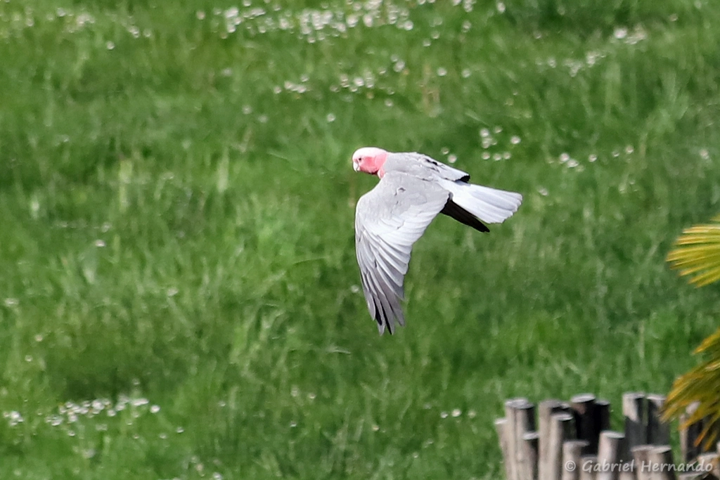 Cacatoès rosalbin en vol - Eolophus roseicapilla (ZooParc de Beauval, mai 2025)