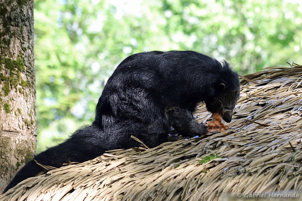 Binturong Arctictis - binturong (ZooParc de Beauval, mai 2025)