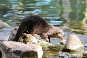 Loutre cendrée - Amblonyx cinereus (ZooParc de Beauval, mai 2025)