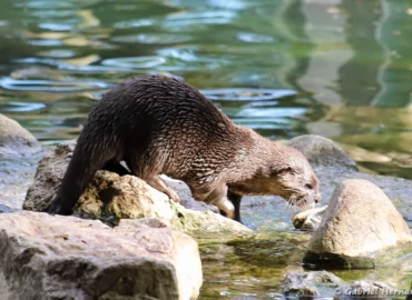 Loutre cendrée - Amblonyx cinereus (ZooParc de Beauval, mai 2025)