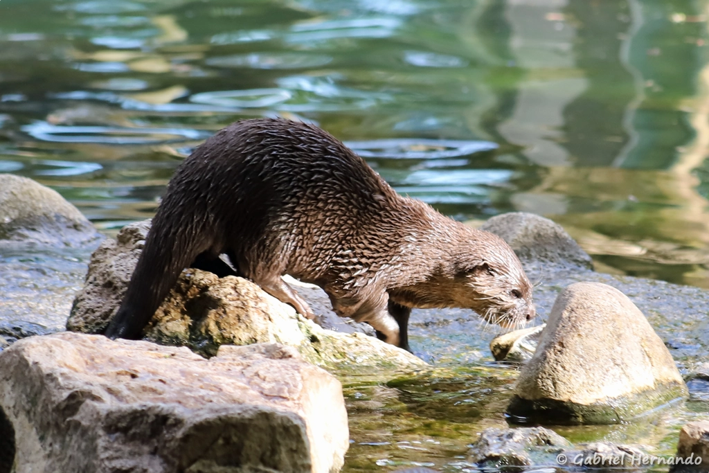 Loutre cendrée - Amblonyx cinereus (ZooParc de Beauval, mai 2025)