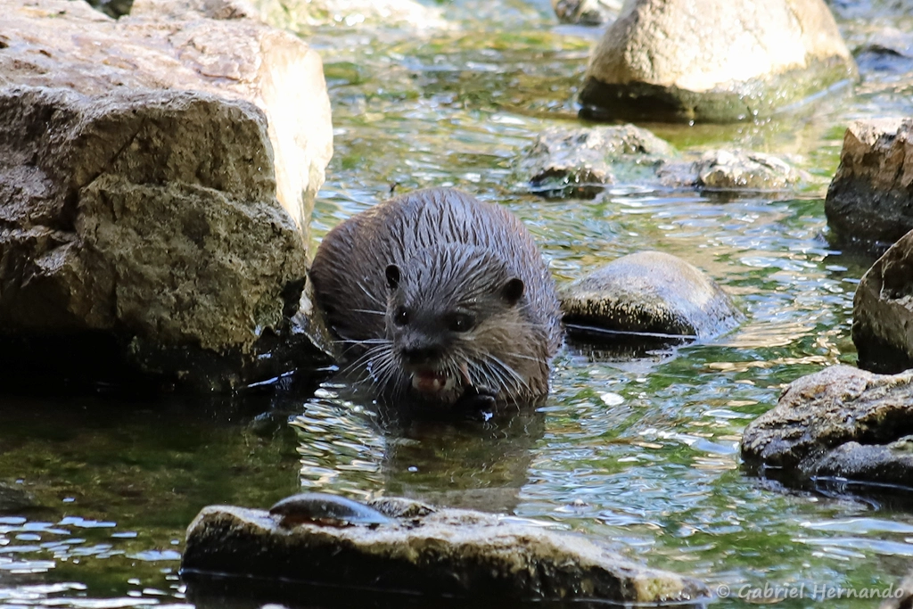 Loutre cendrée - Amblonyx cinereus (ZooParc de Beauval, mai 2025)