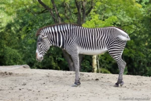 Zèbre de Grévy - Equus grevyi (ZooParc de Beauval, mai 2025)