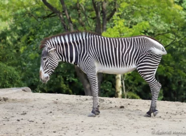 Zèbre de Grévy - Equus grevyi (ZooParc de Beauval, mai 2025)