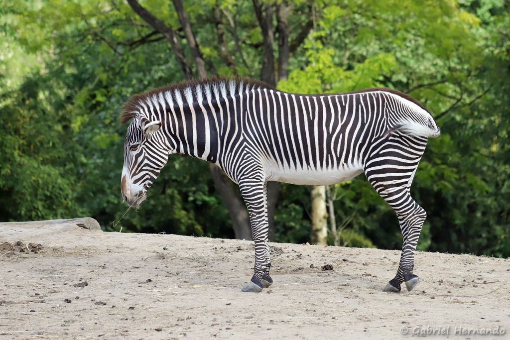 Zèbre de Grévy - Equus grevyi (ZooParc de Beauval, mai 2025)