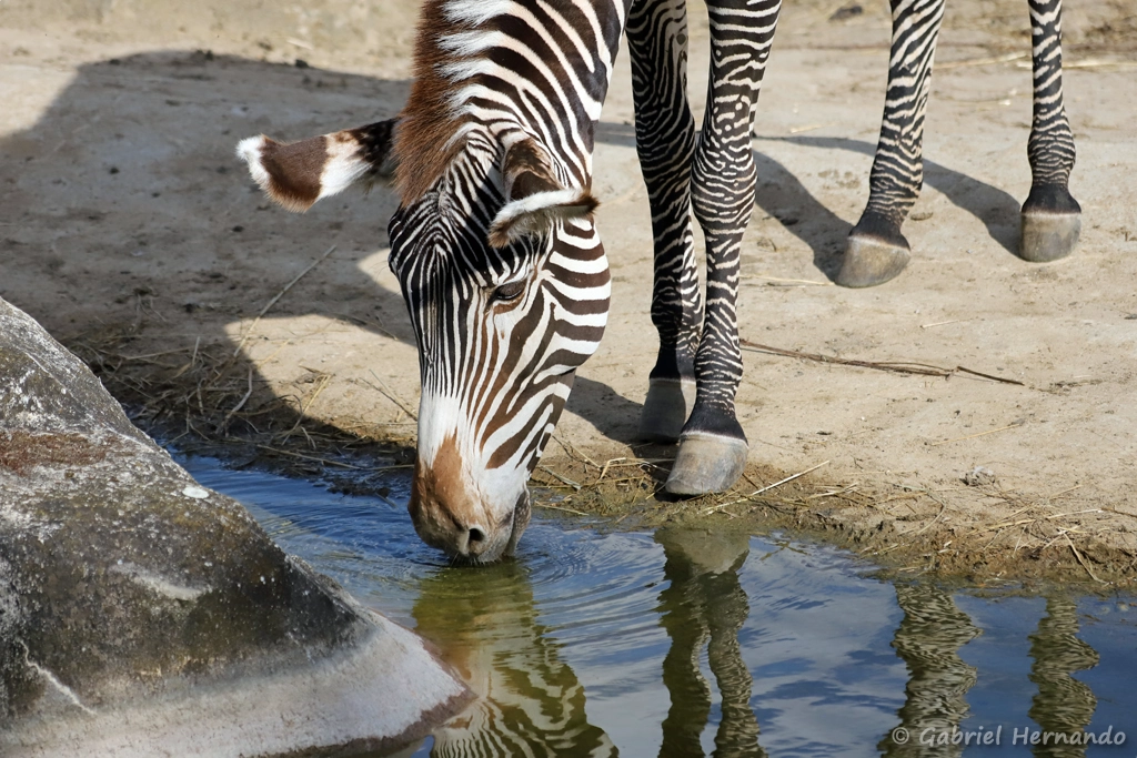 Zèbre de Grévy - Equus grevyi (ZooParc de Beauval, mai 2025)