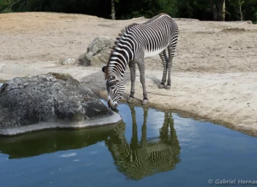 Zèbre de Grévy - Equus grevyi (ZooParc de Beauval, mai 2025)