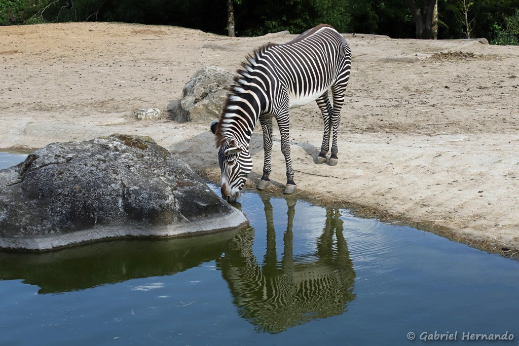 Zèbre de Grévy - Equus grevyi (ZooParc de Beauval, mai 2025)