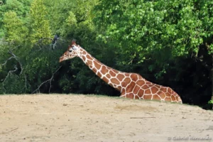 Girafe réticulée - Giraffa reticulata (ZooParc de Beauval, mai 2025)