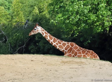 Girafe réticulée - Giraffa reticulata (ZooParc de Beauval, mai 2025)