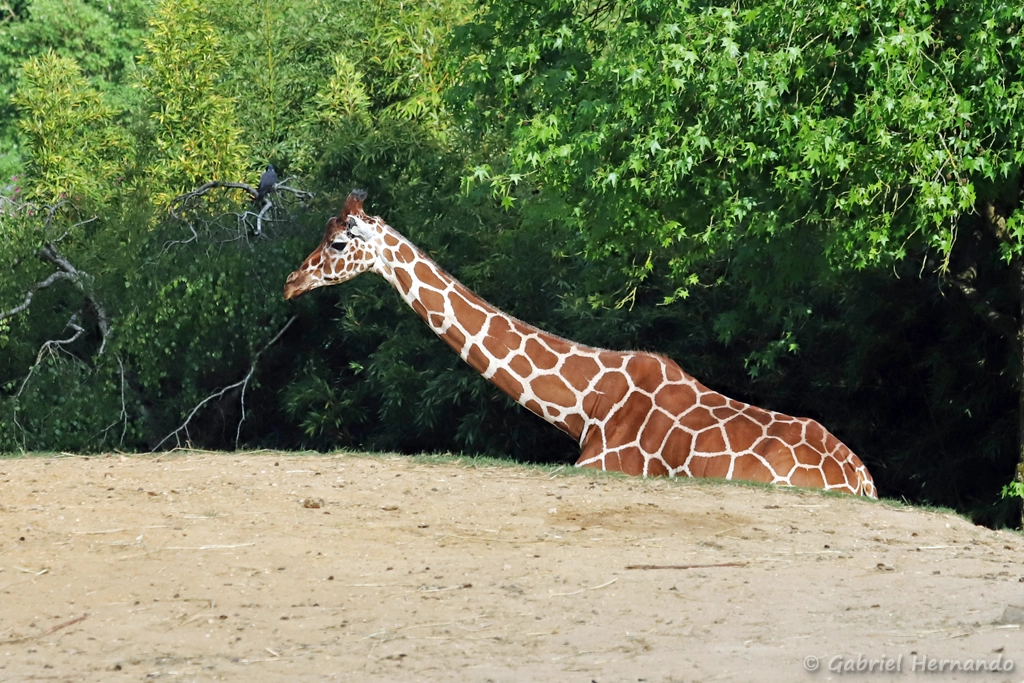 Girafe réticulée - Giraffa reticulata (ZooParc de Beauval, mai 2025)